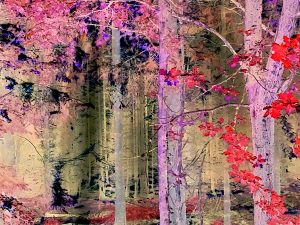 'Pink Forest'